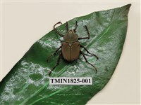 藏品(台灣角金龜)的圖片